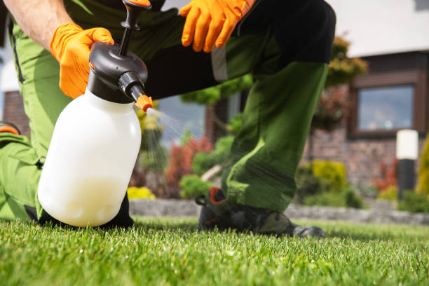 Wasp Removal Services in Maysville, OK