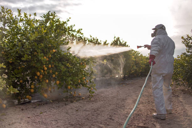Best Local Pest Control Services  in Maysville, OK