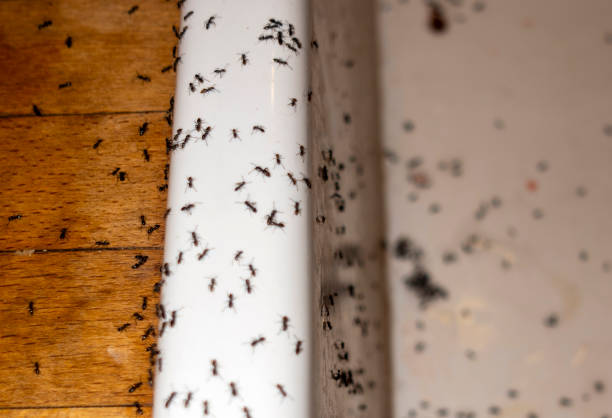 Best Termite Control Services  in Maysville, OK
