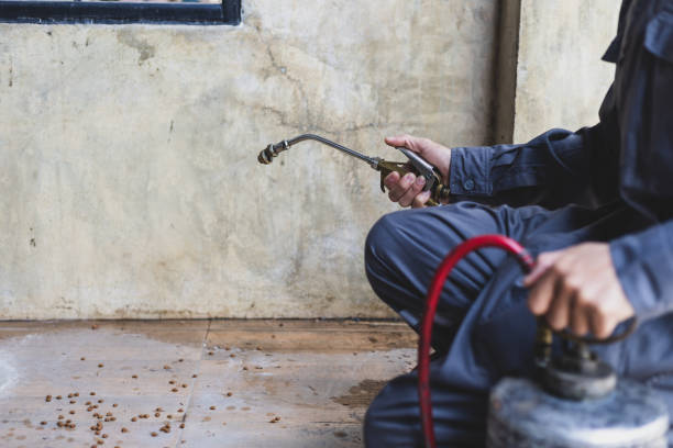 Best Affordable Pest Control Services  in Maysville, OK